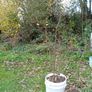 Tree Damson Image 3
