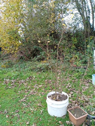 Tree Damson