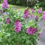 Plant lilac Image 2