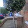 Bay Trees Image 2