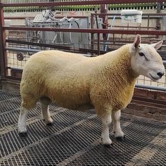 Pure Bred Cheviot Ram Shearling