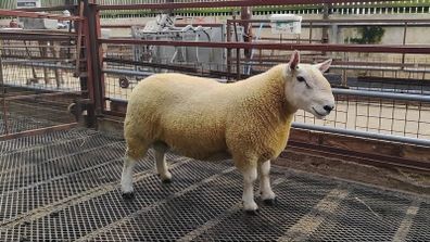 Pure Bred Cheviot Ram Shearling
