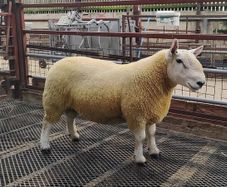 Pure Bred Cheviot Ram Shearling