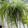 Boston Fern Plant Image 4