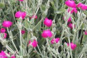 Rose Campion