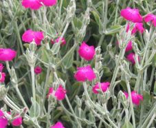 Rose Campion