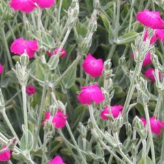Rose Campion