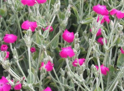 Rose Campion