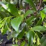 Established 210cm evergreen trachelospermum star fragrant flower jasmine in large rattan planter with trellis Image 5