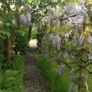 Plants and trees and Japanese acers Image 7