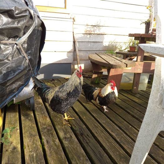 Trios: Ducks, Chickens, Geese