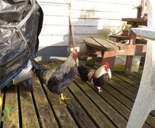 Trios: Ducks, Chickens, Geese