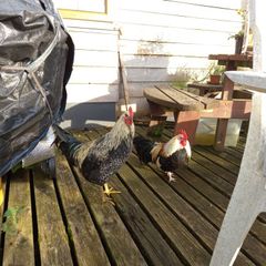 Trios: Ducks, Chickens, Geese