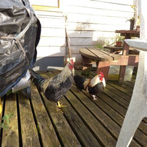 Trios: Ducks, Chickens, Geese