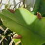 Beautiful Epiphyllum  rare cactus. Plant or cuttings. Image 7
