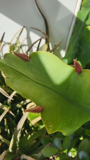 Epiphyllum Cacti. Beautiful rare cactus.