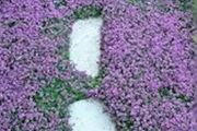 Creeping Thyme Seeds
