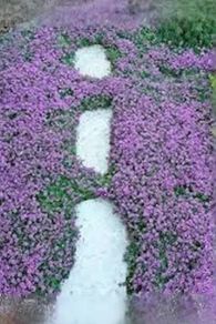 Creeping Thyme Seeds