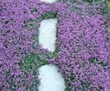 Creeping Thyme Seeds
