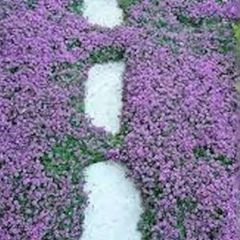 Creeping Thyme Seeds
