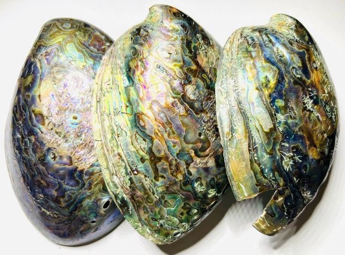New Zealand Paua Abalone 3 Sea Shells Mother of Pearl