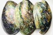 New Zealand Paua Abalone 3 Sea Shells Mother of Pearl