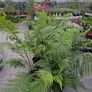 Tree Fern Dicksonia Image 2