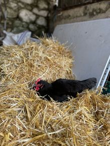Hatching eggs and chicks for sale