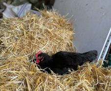 Hatching eggs and chicks for sale