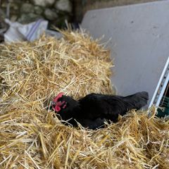 Hatching eggs and chicks for sale