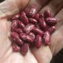 Plants Beans Image 6