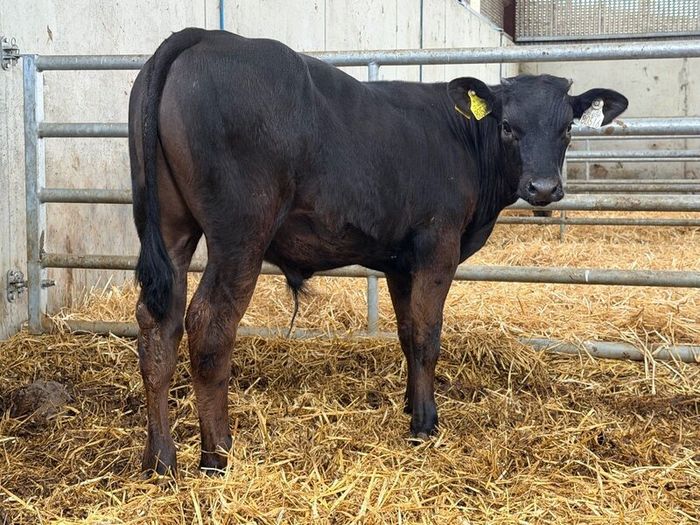 10 Charolais and Limousin Weanlings