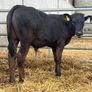 10 Continental Bull Weanlings Image 2