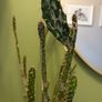 cacti Image 5