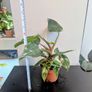 Philodendron White Princess Plant Image 3