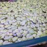 Frogbit (big portion), Hydrocotyle tripartita, Ramshorn snail Image 3