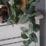 Scidnapsus pictus " Silver Ann" Satin pothos. House plant Image 5