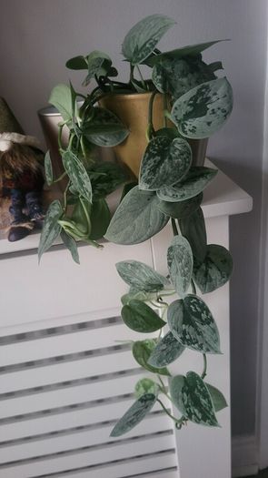 Scidnapsus pictus " Silver Ann" Satin pothos. House plant