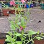 Nicotiana plant Image 2