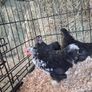 chickens Image 6