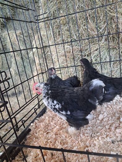 chickens