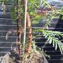 Japanese red cedar tree Image 8
