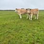 Organic Charolais breeding heifers Image 7