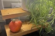 Hand made wooden plant display/steps