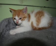 kitten