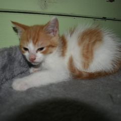 kitten