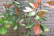 Photinia