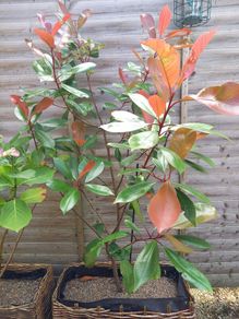 Photinia