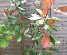 Photinia