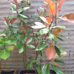 Photinia